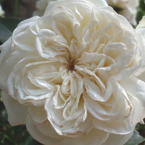 Rosa Blanc Meillandecor® - rosa sin fragancia - Árbol de Rosas Floribunda - rosal de pie alto - blanco - Marie-Louise (Louisette) Meilland- forma de corona tupida - Rosal de árbol con multitud de flores que se abren en grupos no muy densos.